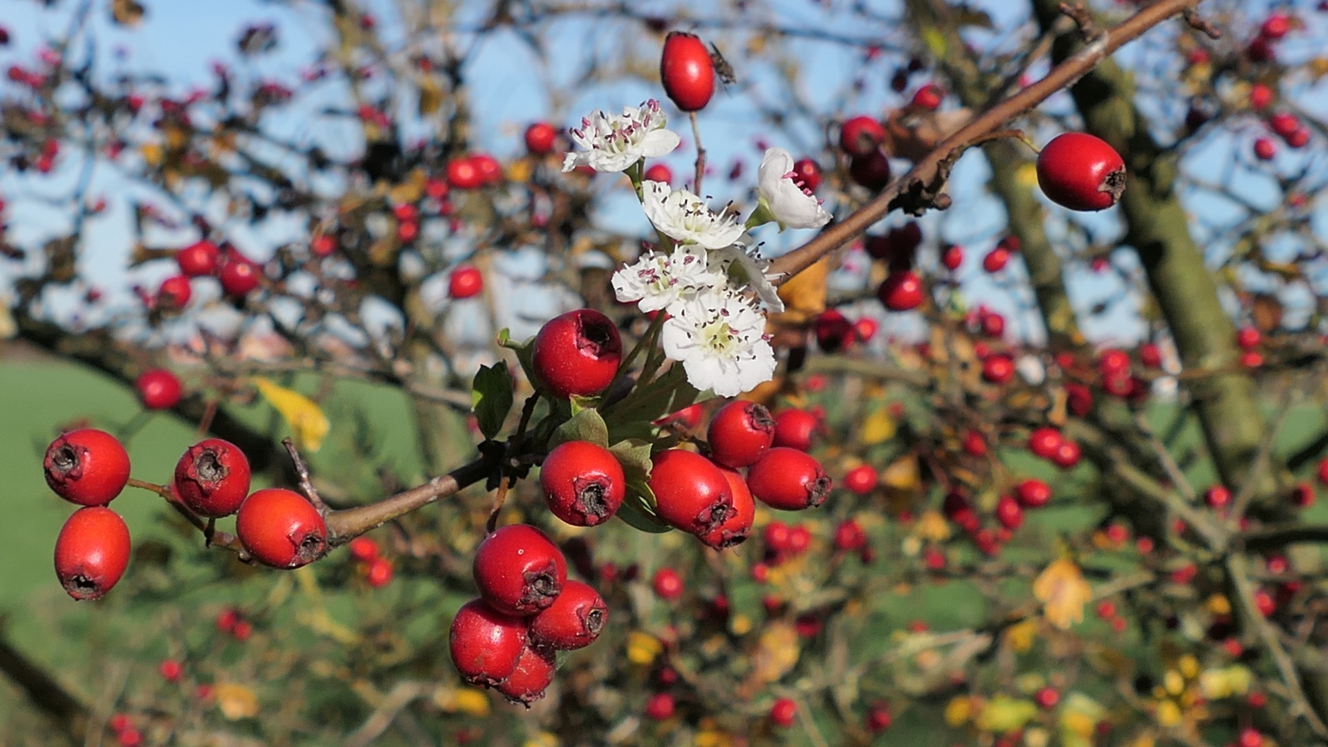 Frühling oder Herbst - der Weißdorn weiß es nicht...